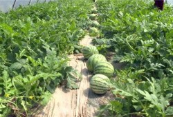 蔚县吃瓜事件最新爆料